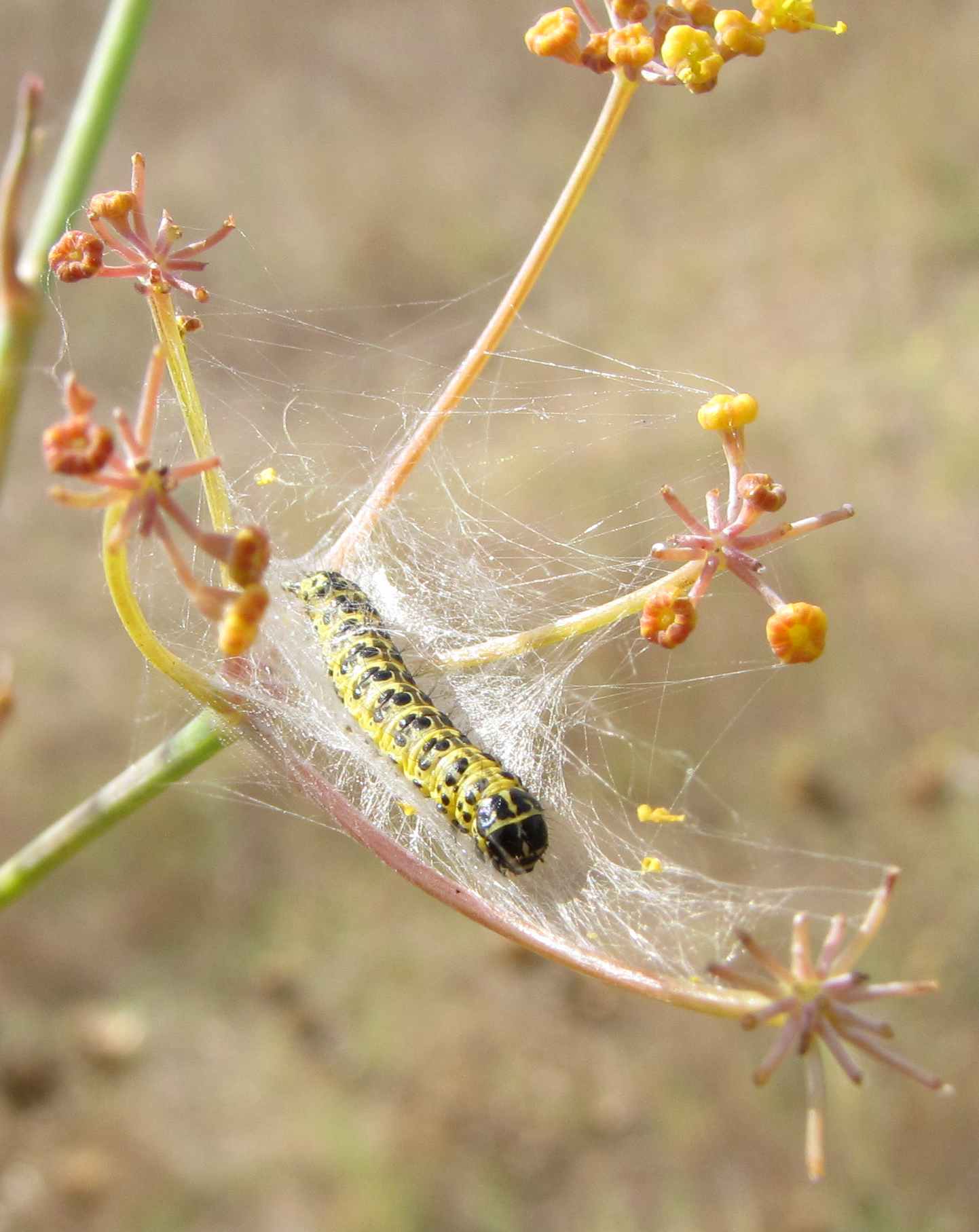 bruco su finocchio - Sitochroa palealis